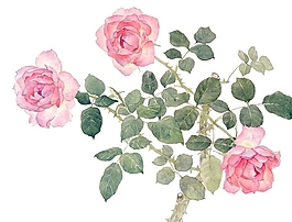 位圖 寫(xiě)意花卉 植物 花朵 免費(fèi)素材