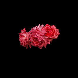 位圖 寫(xiě)實(shí)花卉 植物 花朵 免費(fèi)素材