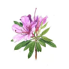 位圖 寫意花卉 植物 花朵 免費素材