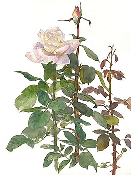 位圖 寫意花卉 植物 花朵 免費(fèi)素材