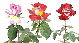 位圖 寫意花卉 植物 花朵 免費素材