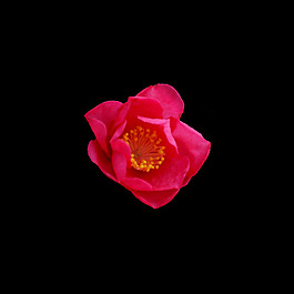 位圖 寫(xiě)實(shí)花卉 植物 花朵 牡丹花 免費(fèi)素材