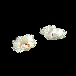 位圖 寫(xiě)實(shí)花卉 植物 花朵 免費(fèi)素材