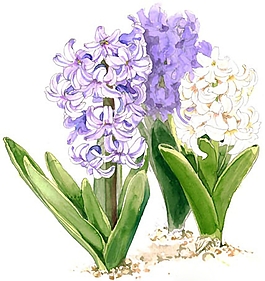 位圖 寫意花卉 植物 花朵 免費素材