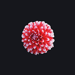 位圖 寫實植物 植物 花朵 免費素材