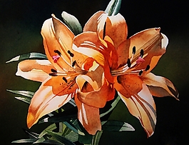 位圖 寫(xiě)意花卉 植物 花朵 免費(fèi)素材