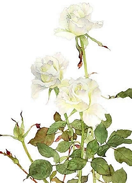位圖 寫意花卉 植物 花朵 免費(fèi)素材