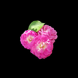 位圖 寫意花卉 植物 花朵 免費素材