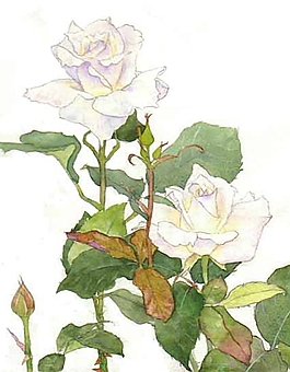 位圖 寫意花卉 植物 花朵 免費(fèi)素材
