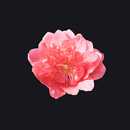 位圖 寫實花卉 植物 花朵 免費素材