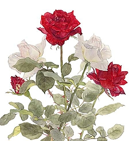 位圖 寫意花卉 植物 花朵 免費(fèi)素材