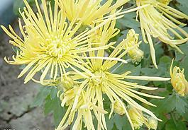 懸崖菊