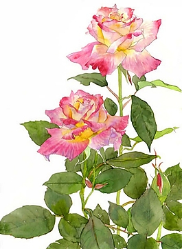 位圖 寫意花卉 植物 花朵 免費(fèi)素材
