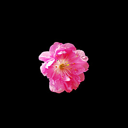 位圖 寫意花卉 植物 花朵 免費素材