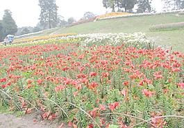 成都石象湖百合花節(jié)