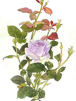 位圖 寫意花卉 植物 花朵 免費(fèi)素材