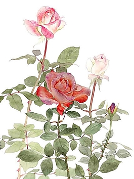位圖 寫(xiě)意花卉 植物 花朵 免費(fèi)素材