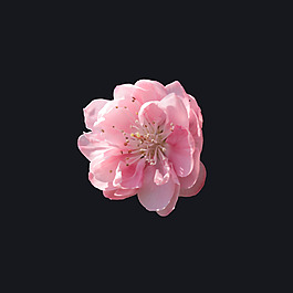 位圖 寫實花卉 植物 花朵 免費素材