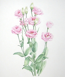 位圖 寫意花卉 植物 花朵 免費素材