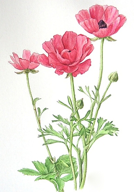 位圖 寫(xiě)意花卉 植物 花朵 免費(fèi)素材