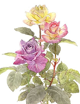 位圖 寫意花卉 植物 花朵 免費(fèi)素材