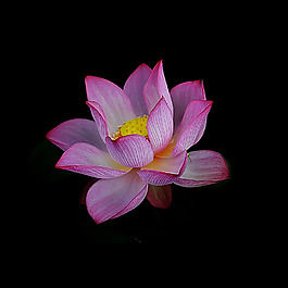 位圖 寫(xiě)實(shí)花卉 植物 花朵 免費(fèi)素材