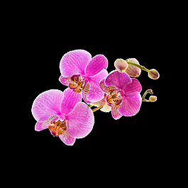 位圖 寫實花卉 植物 花朵 免費素材