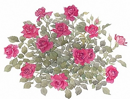位圖 寫意花卉 植物 花朵 免費素材