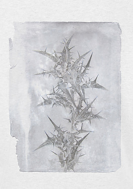 位圖 psd 植物 草 免費(fèi)素材