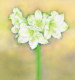 位圖 寫意花卉 植物 花朵 免費素材