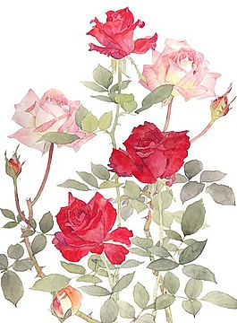 位圖 寫意花卉 植物 花朵 免費素材