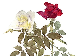 位圖 寫意花卉 植物 花朵 免費(fèi)素材