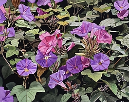 位圖 寫意花卉 植物 花朵 免費(fèi)素材