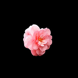 位圖 寫實花卉 植物 花朵 免費素材