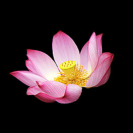 位圖 寫實(shí)花卉 植物 花朵 免費(fèi)素材