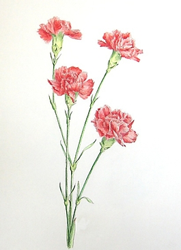位圖 寫意花卉 植物 花朵 免費素材