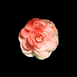 位圖 寫(xiě)實(shí)花卉 植物 花朵 免費(fèi)素材