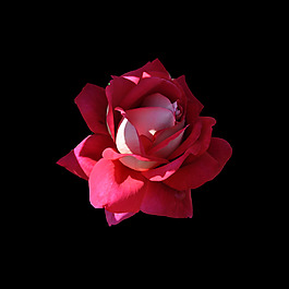 位圖 寫(xiě)實(shí)花卉 植物 花朵 免費(fèi)素材