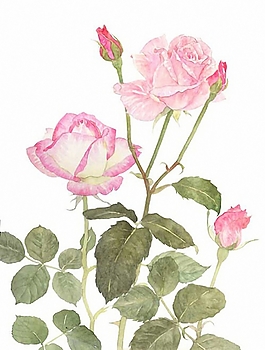 位圖 寫意花卉 植物 花朵 免費(fèi)素材