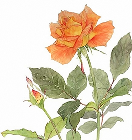 位圖 寫意花卉 植物 花朵 免費素材
