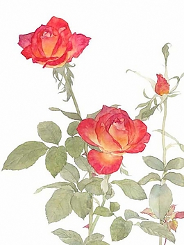 位圖 寫意花卉 植物 花朵 免費素材