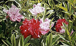 位圖 寫意花卉 植物 花朵 免費(fèi)素材