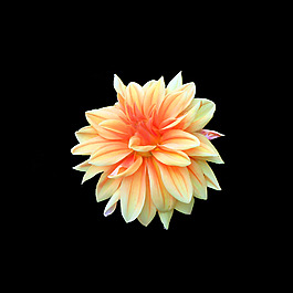 位圖 寫(xiě)實(shí)花卉 植物 花朵 免費(fèi)素材