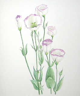 位圖 寫意花卉 植物 花朵 免費素材
