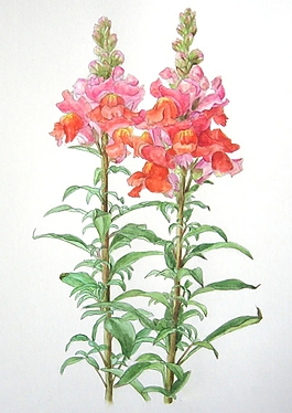 位圖 寫意花卉 植物 花朵 免費素材