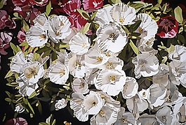 位圖 寫意花卉 植物 花朵 免費(fèi)素材