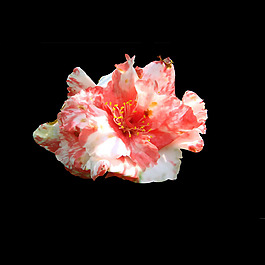 位圖 寫實(shí)花卉 植物 花朵 免費(fèi)素材