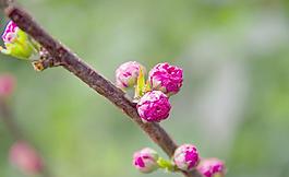 海棠花