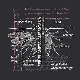 印花矢量圖 卡通 動(dòng)物 昆蟲 甲殼蟲 免費(fèi)素材