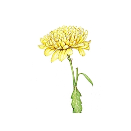 位圖 寫意花卉 植物 花朵 免費(fèi)素材